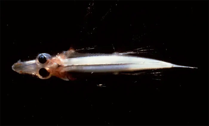 ca-mat-ma Cá mắt ma