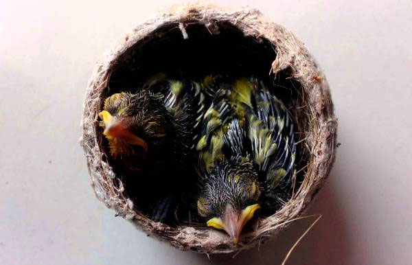 chim-sau-2 Tổ của chim sâu thường có dạng hình bọng.
