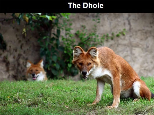 Chó hoang Dhole Những loài động vật kỳ lạ nhất trên thế giới