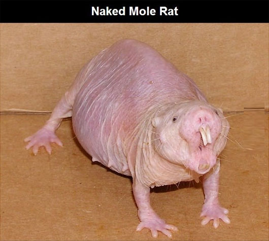 Chuột chù khỏa thân Những loài động vật kỳ lạ nhất trên thế giới