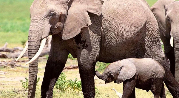 Những khám phá cực hay ho về loài voi khổng lồ Những khám phá cực hay ho về loài voi khổng lồ