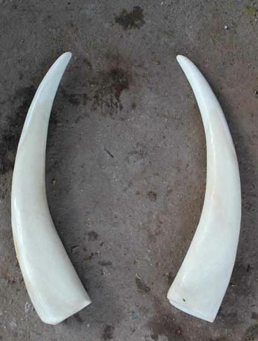 Những khám phá cực hay ho về loài voi khổng lồ Những khám phá cực hay ho về loài voi khổng lồ