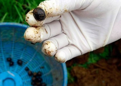 Những khám phá cực hay ho về loài voi khổng lồ Những khám phá cực hay ho về loài voi khổng lồ