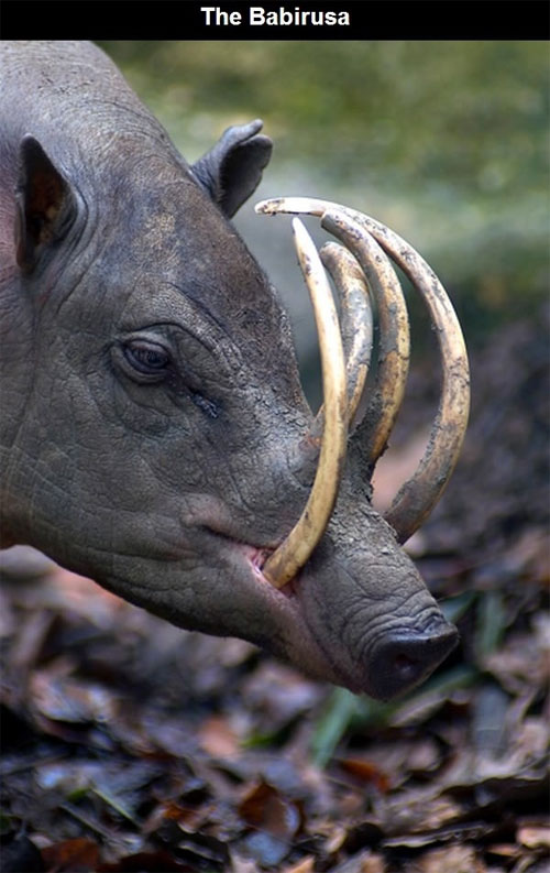 Lợn lòi babirusa Những loài động vật kỳ lạ nhất trên thế giới