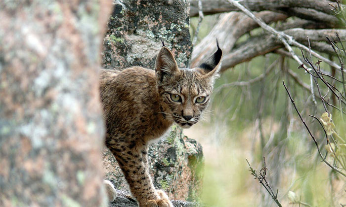 Linh miêu Iberia là loài mèo có nguy cơ tuyệt chủng cao nhất thế giới.