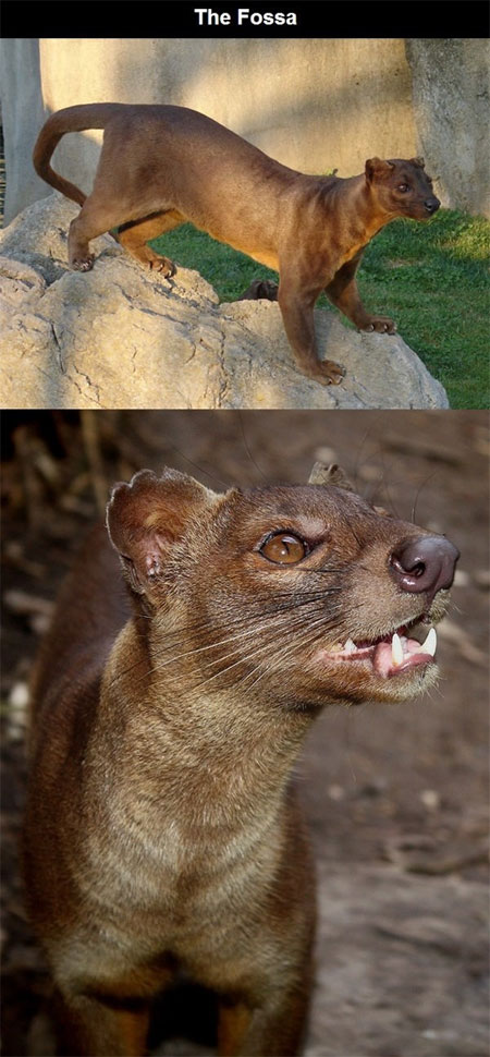 Mèo rừng Fossa Những loài động vật kỳ lạ nhất trên thế giới