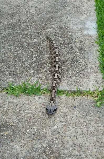 ran-ho-luc-gaboon Rắn hổ lục Gaboon.