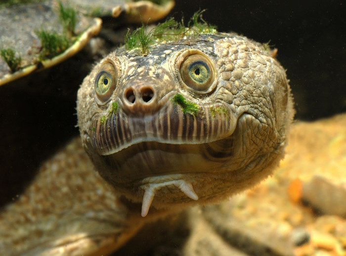 rua-song-mary-1 Rùa sông Mary.