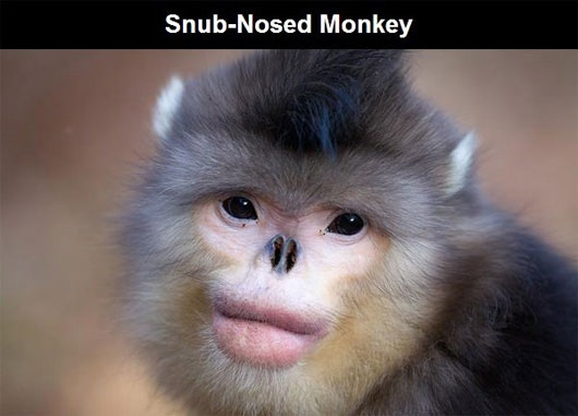 Voọc mũi hếch Những loài động vật kỳ lạ nhất trên thế giới