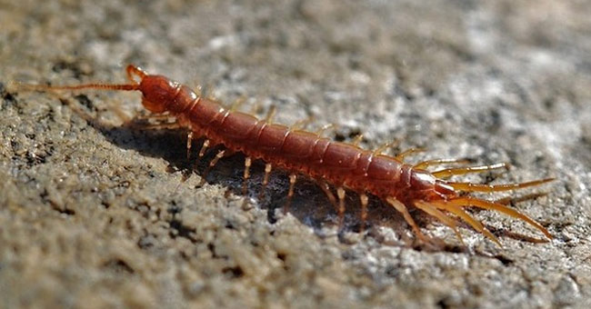 Cách xử lý khi bị rết cắn