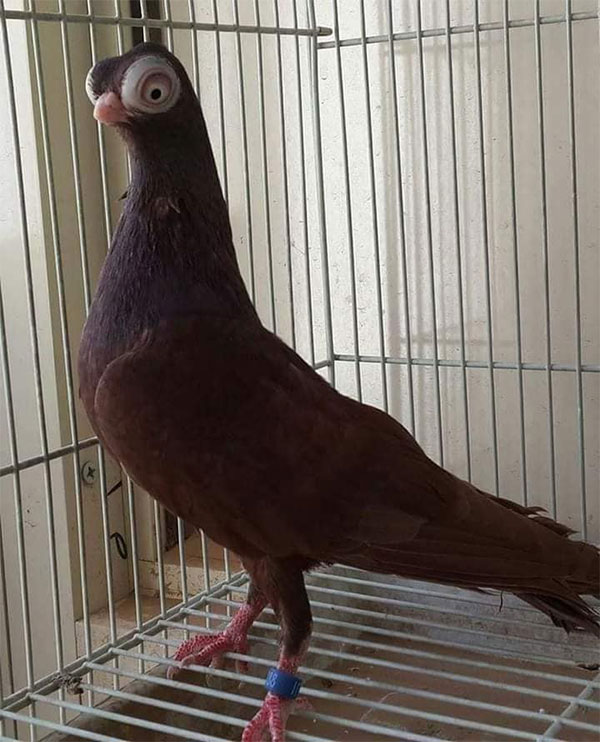 bo-cau-mat-bo-budapest-2