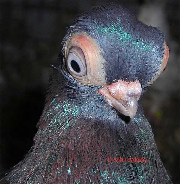 bo-cau-mat-bo-budapest-3 Bồ câu mắt bọ Budapest.