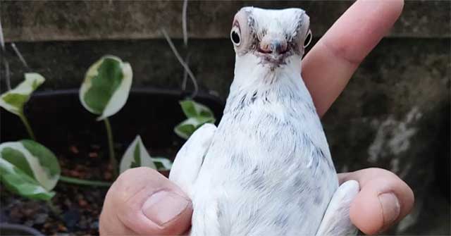 Loài bồ câu quý hiếm có vẻ ngoài giống như người ngoài hành tinh