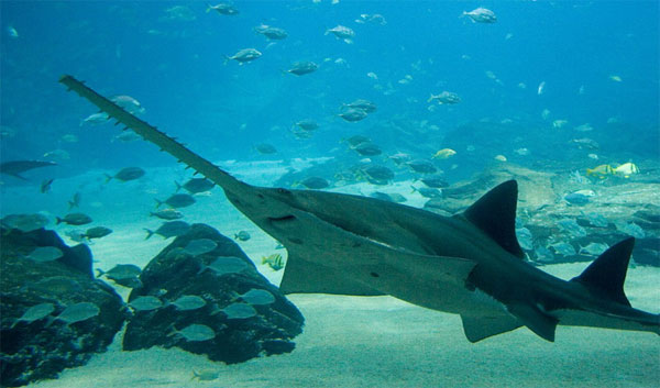 Thiết bị cảm giác chính của cá đao là phần mõm.