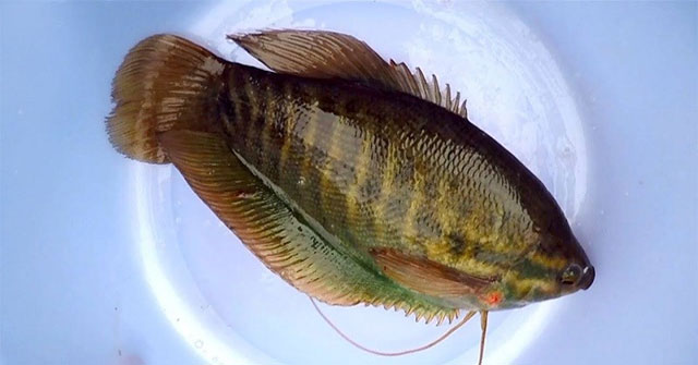 Tổng hợp các loài cá nước ngọt phổ biến tại Việt Nam bạn nên biết