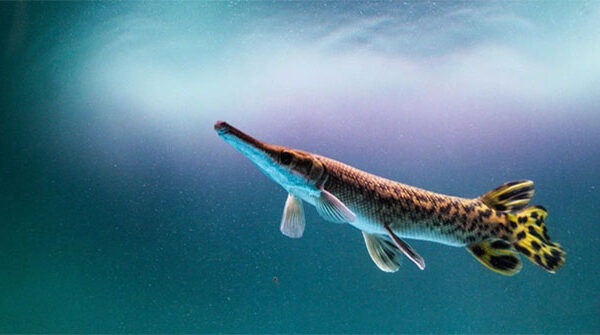 Hàng triệu người theo dõi cuộc săn thủy quái ở Trung Quốc