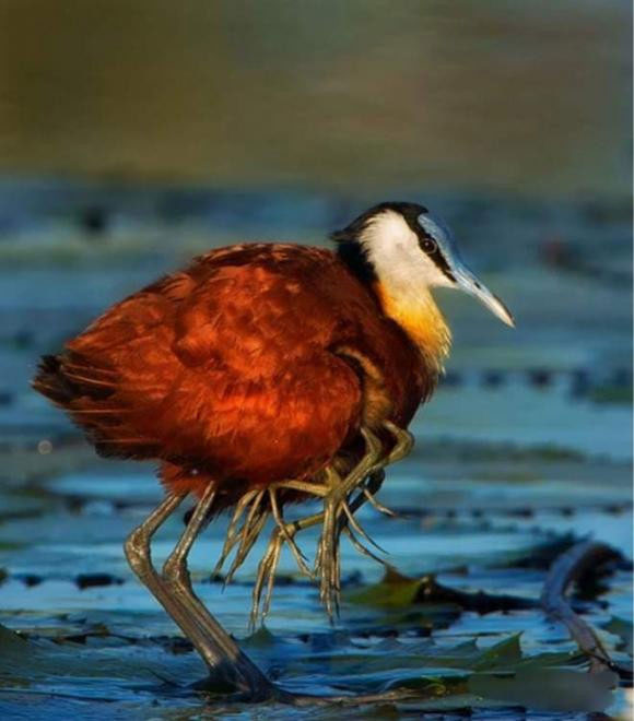 chim-jacana-1