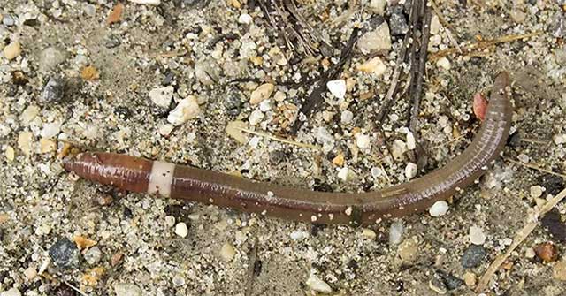 Những con “giun điên” oanh tạc rừng của 15 bang Mỹ