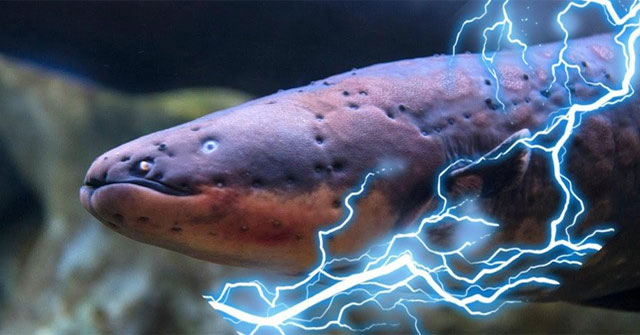 Lươn điện phóng ra điện áp 860 volt, liệu chúng có thể giật điện cá sấu và làm choáng người lớn không?