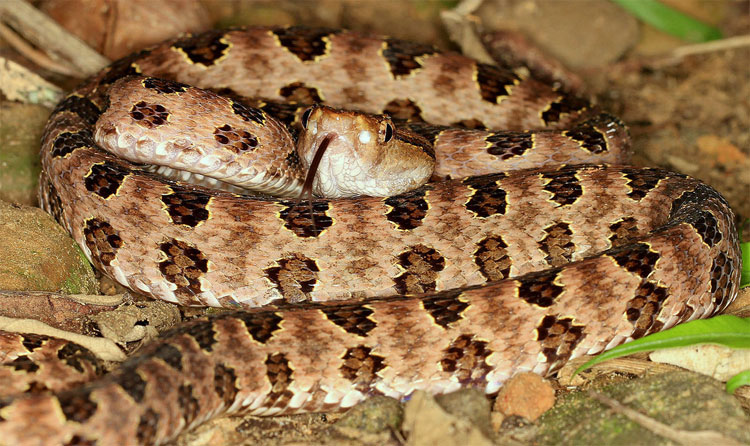 Rắn lục cườm Protobothrops mucrosquamatus. Rắn lục cườm Protobothrops mucrosquamatus.