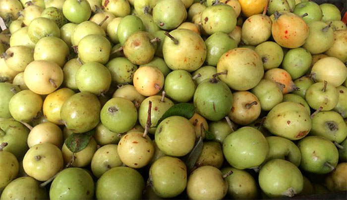 Táo mèo còn được xem là vị thuốc quý của vùng Tây Bắc