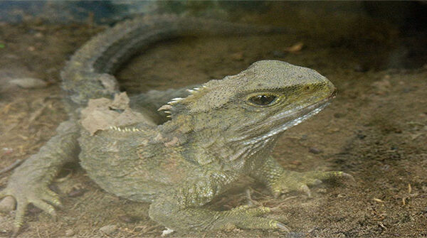 16 loài động vật sống lâu nhất quả đất