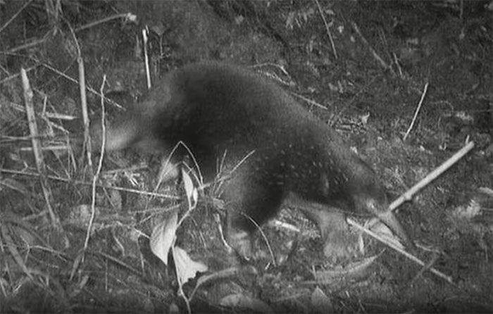 thu-long-nhim-mo-dai-attenborough Thú lông nhím mỏ dài Attenborough đẻ trứng thay vì sinh con.