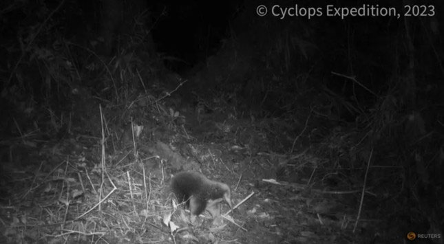 thu-long-nhim Thú lông nhím mỏ dài Attenborough