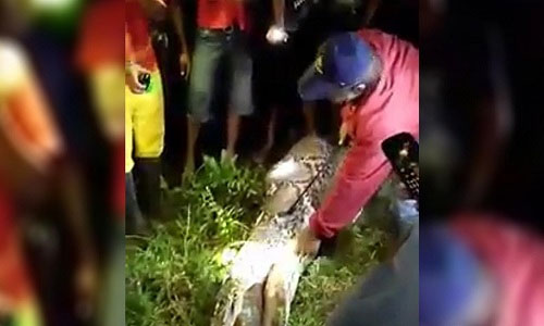 Dân làng rạch bụng con trăn để tìm thi thể nạn nhân.